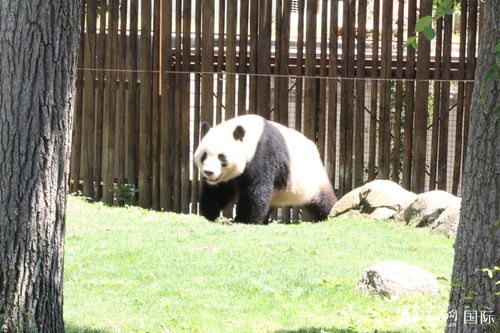 旅西大熊猫“茱萸”“金喜”首次在马德里动物园公开亮相