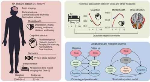 复旦大学研究：均衡饮食能有效提升大脑健康和认知功能