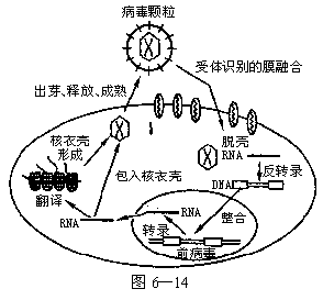 深入理解HIV与宿主细胞的交互，掌握病毒传播的关键过程