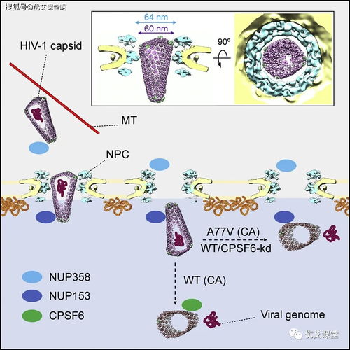 深入理解HIV与宿主细胞的交互，掌握病毒传播的关键过程