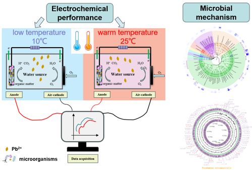 科学家揭秘电活性微生物新秘密：可能影响微生物燃料电池传感器性能