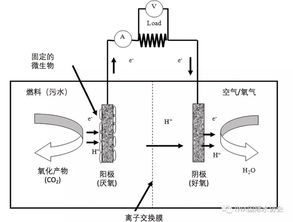 科学家揭秘电活性微生物新秘密：可能影响微生物燃料电池传感器性能