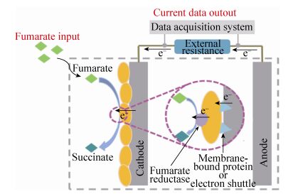 科学家揭秘电活性微生物新秘密：可能影响微生物燃料电池传感器性能