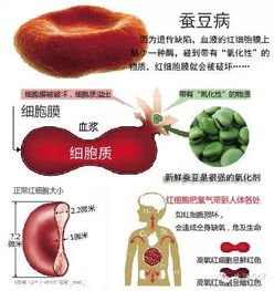 神奇的食物引发的罕见病症：2岁男童因食蚕豆发病