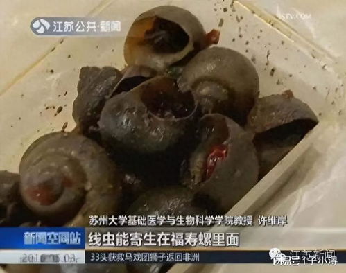 警惕福寿螺：一个备受关注的寄生虫物种，误食可能致命！