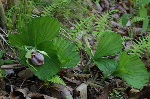 新晋国家二级保护植物：四川眉山洪雅县国有林场的大叶杓兰惊艳亮相