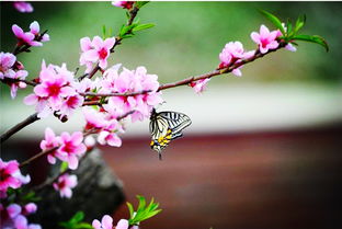 梦见阴桃花：解读和启示