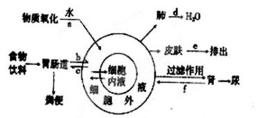 保持体内水分平衡：人体每天四大排水阀的重要性及使用方法