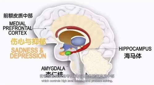 重塑大脑结构：科研揭示藏在脑血流中的新型波动机制