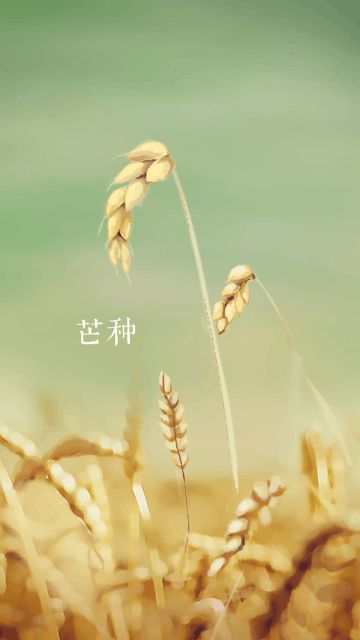 芒种时节：如何应对上火与湿热？