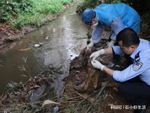 美国男子疑妻子外出散步失踪，警方发现鳄鱼口中的人体遗骸