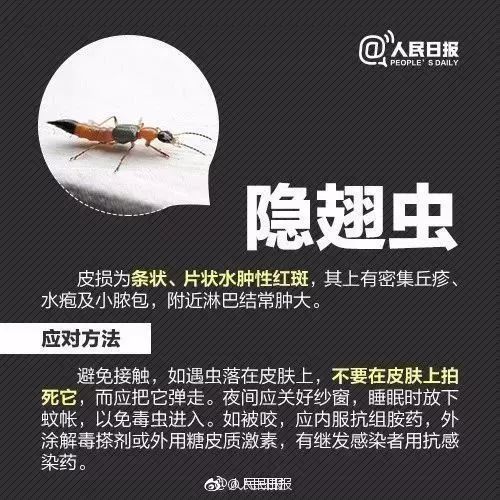 女子误用隐翅虫作为驱蚊工具，差点遭飞溅的硫酸损害皮肤!