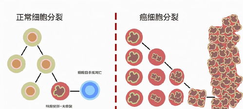 日本科学家运用先进技术，成功激活人体免疫系统应对癌症