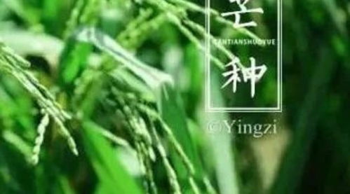 芒种季节饮食指南：关注湿热，合理膳食是关键！