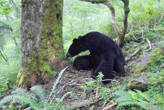 巴中大熊猫栖息地发现罕见黑熊，目击者称其正在觅食野樱桃