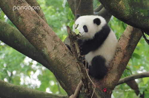 巴中大熊猫栖息地发现罕见黑熊，目击者称其正在觅食野樱桃