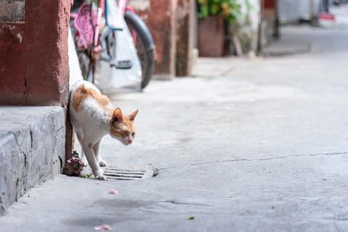 男子被流浪猫绊倒，被投喂者索赔24万：法院再次审理此案，致歉并支付赔偿金