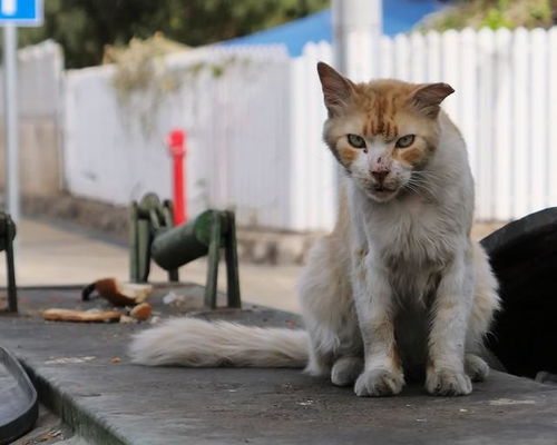 男子被流浪猫绊倒，被投喂者索赔24万：法院再次审理此案，致歉并支付赔偿金