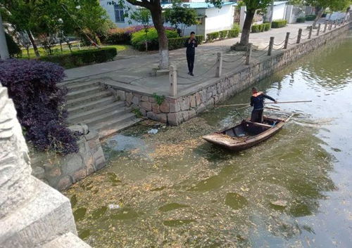 武汉花山梅园社区打造沉浸式钓虾活动，寓教于乐，培养孩子们的动手能力与团队协作精神