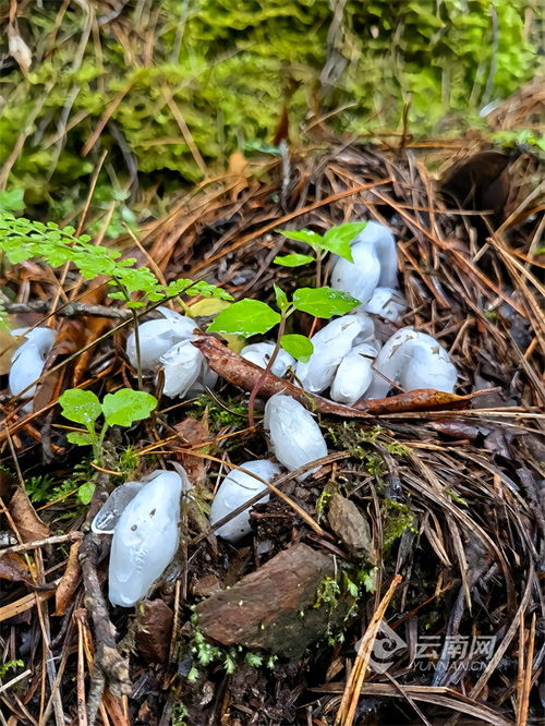 云南澜沧发现了珍贵的近危植物——水晶兰