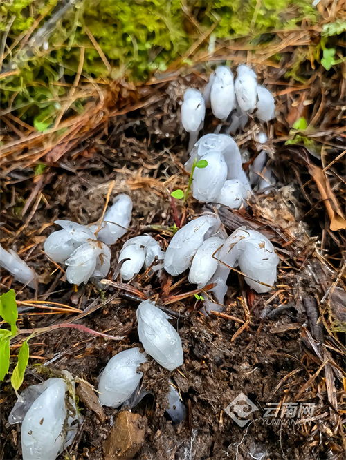 云南澜沧发现了珍贵的近危植物——水晶兰