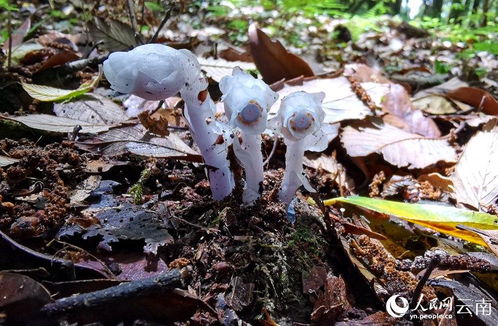 云南澜沧发现了珍贵的近危植物——水晶兰