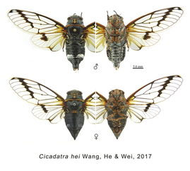 「发现」神秘昆虫，一种看似无害却具有腐蚀性的生物：为什么它被称为‘会飞的硫酸’？该如何避免接触？