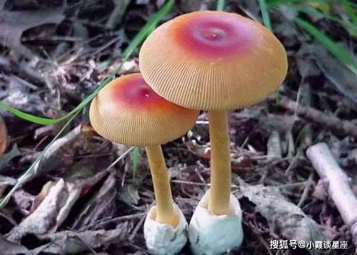 揭秘生肖蘑菇：探寻中国传统食用菌的故事