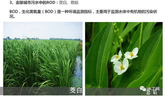 广西揭秘：发现两新植物物种，揭示其生态环境适应与生态价值