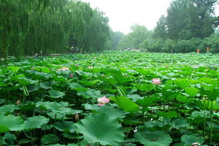 广西揭秘：发现两新植物物种，揭示其生态环境适应与生态价值