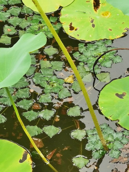 广西揭秘：发现两新植物物种，揭示其生态环境适应与生态价值