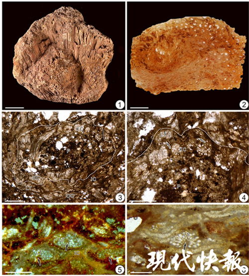 科学家在1.6亿年前发现了新的海绵动物化石，为古生物学领域带来重大突破