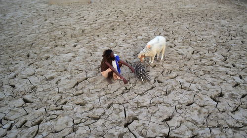 印度近40只猴子因高温引发大爆发：全被淹没在水中