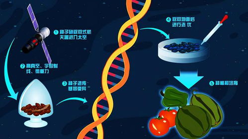 广西推动桉树太空育种探索绿色发展新路径