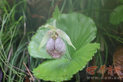 陕西黄柏塬世界级自然保护区首次发现稀缺珍贵物种——太白杓兰