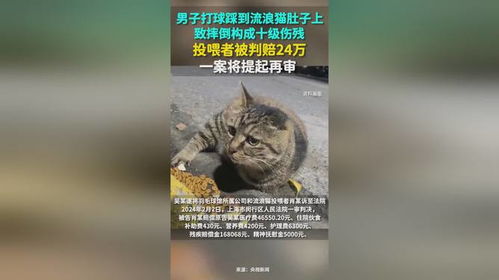 男子打球被猫绊倒案再审：被告声称猫并未受伤获赔24万