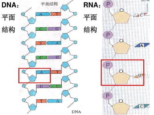 未来科技展望：硅基生物可能是否会取代碳基生物？