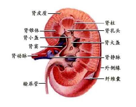 震撼！看完演唱会后，专家详解肾结石能否自动排出的关键因素