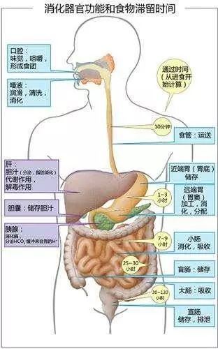 中国专家解析：「肠道菌龄」背后的源头调控策略，代谢病、心血管病防控有新视角！