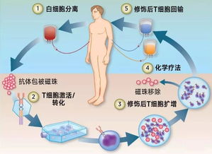 治愈癌症：科学家揭示革新性治疗手段：新型T细胞疗法的突破研究