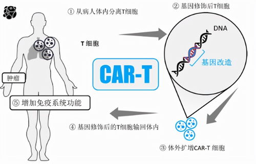 治愈癌症：科学家揭示革新性治疗手段：新型T细胞疗法的突破研究