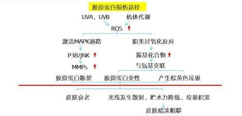 陈根：对减肥失败原因的深度剖析：忽视核心问题的影响