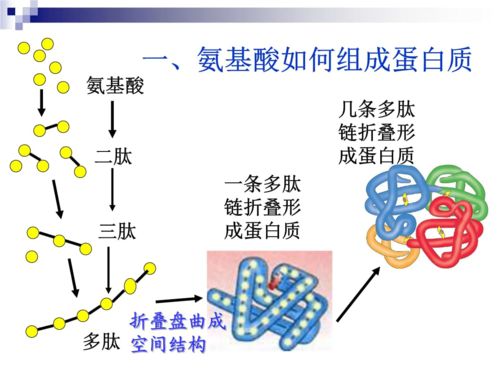 如何判断你的蛋白质摄入是否过量：影响癌症风险的因素