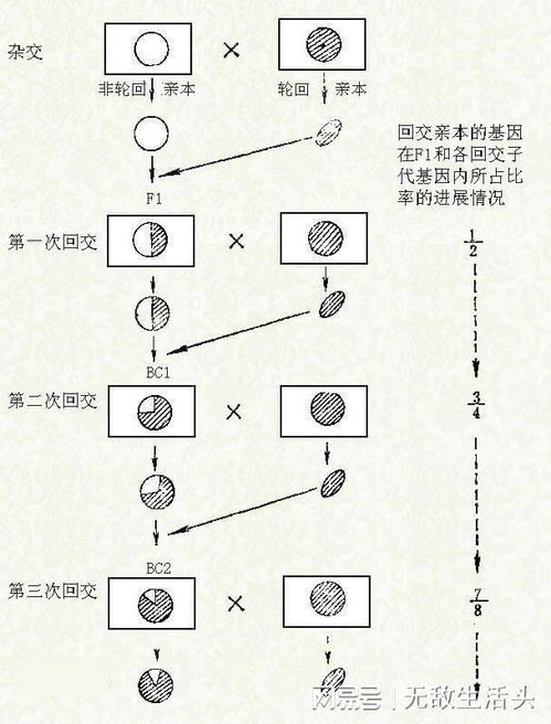 人类对伦理道德的产生与理解：一个生物学视角