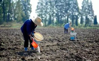 山东河南多地干旱村民遍地走为苗浇水：水源短缺引发的农村生活挑战