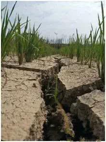 山东河南多地干旱村民遍地走为苗浇水：水源短缺引发的农村生活挑战