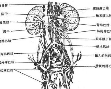 深入解析：淋巴结清扫术的科学原理及应用