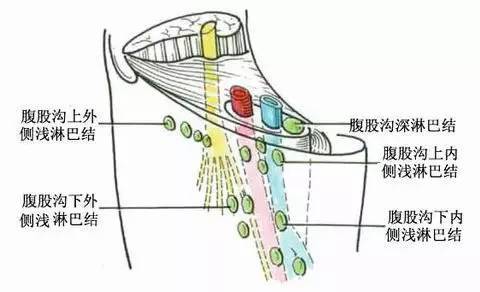 深入解析：淋巴结清扫术的科学原理及应用