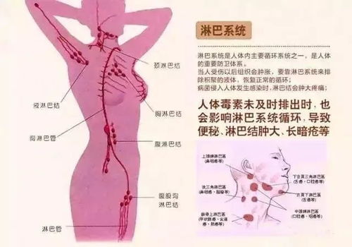 深入解析：淋巴结清扫术的科学原理及应用