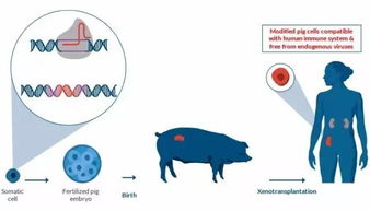 异种器官移植: 处于关键的突破边缘